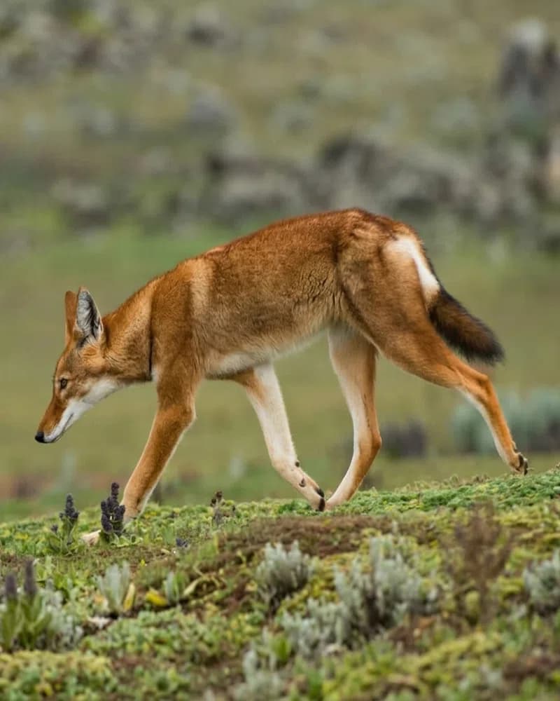 Ethiopian Wolves - Heritage Site