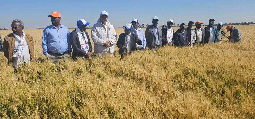 Wheat field